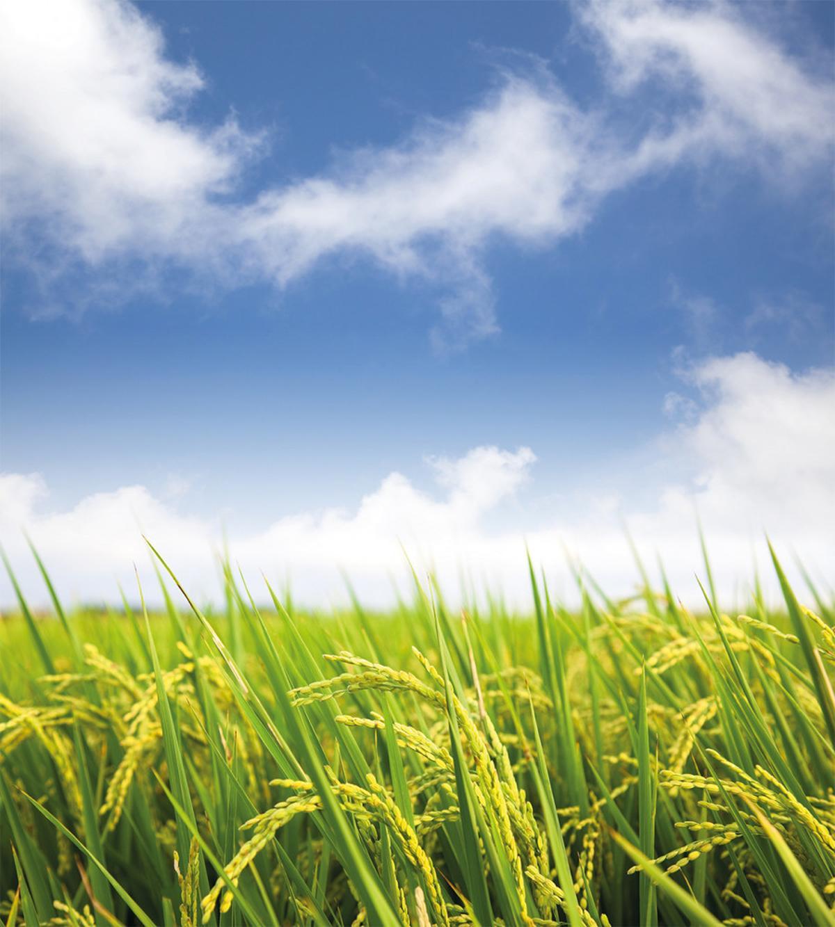 Paddy Rice Field — Pattern