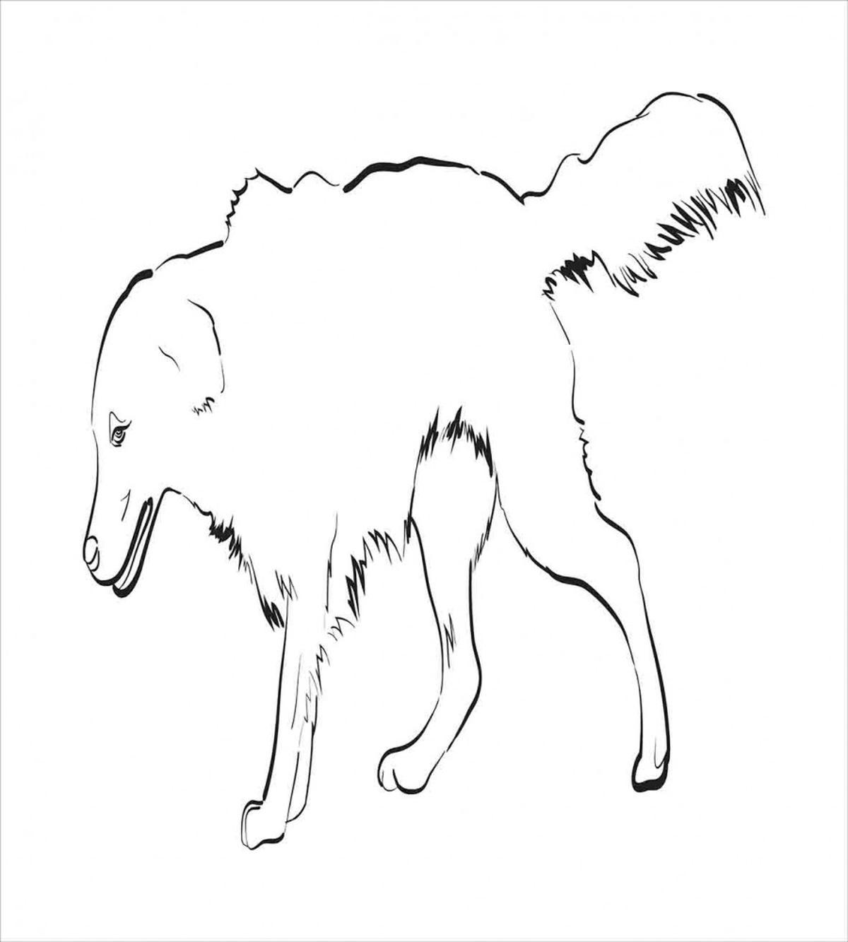 Thoroughbred Furry — Pattern