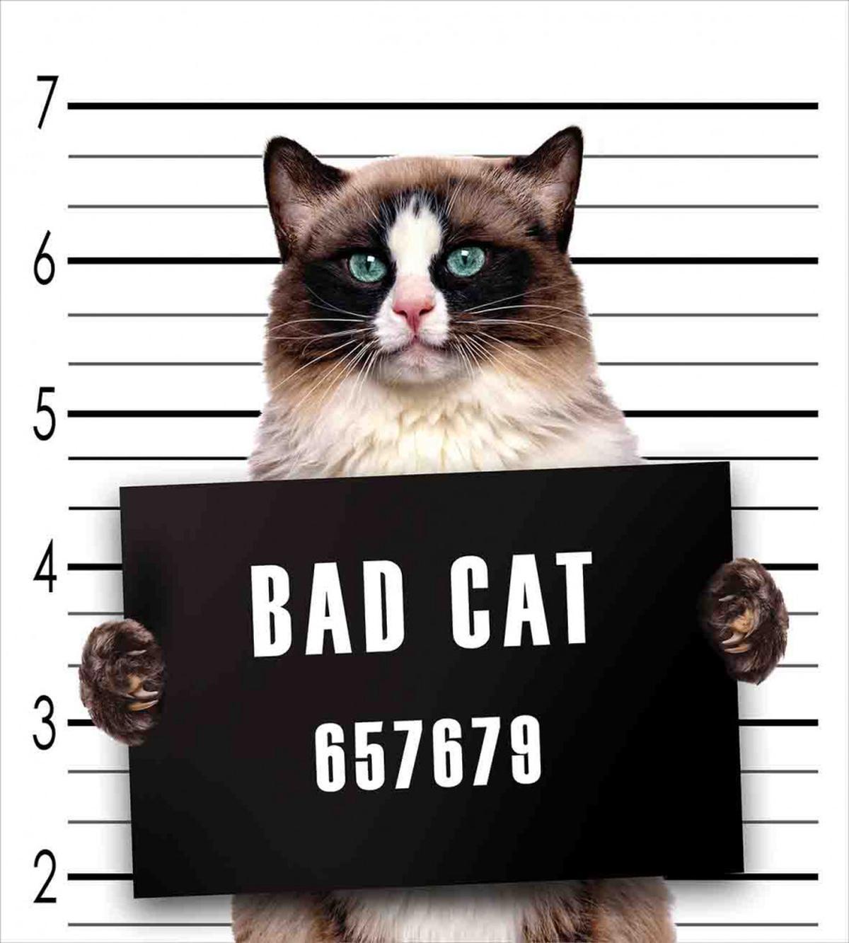 Jail Kitty Under Arrest — Pattern
