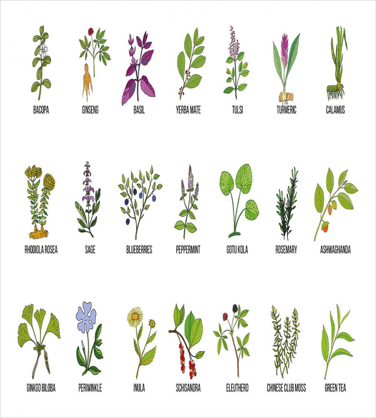 Educational Herbs Design — Pattern
