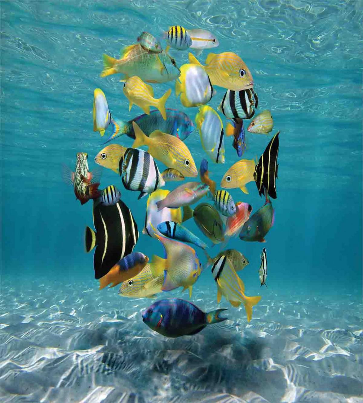 Shoal of Fish Underwater — Pattern