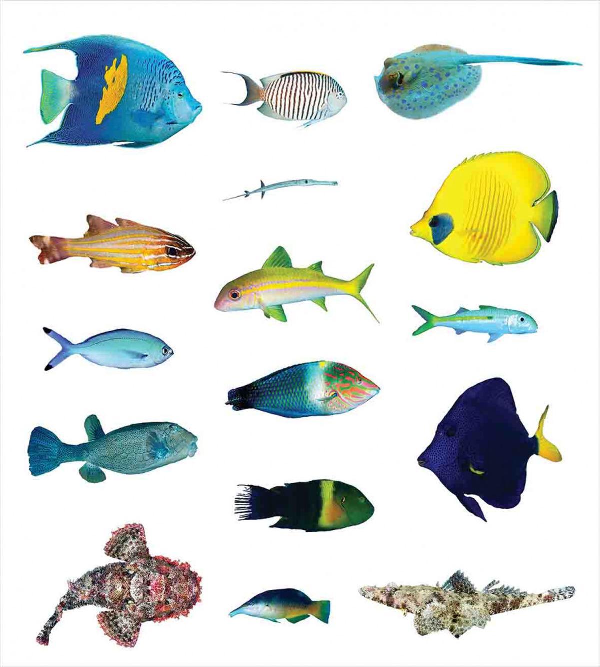 Marine Life Creatures — Pattern