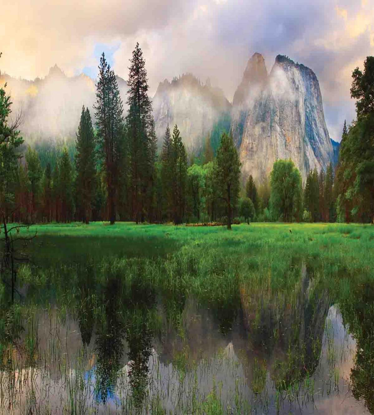 Yosemite Tree — Pattern