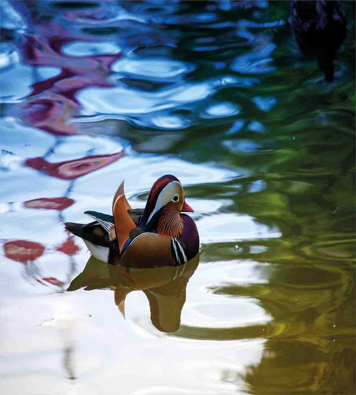 Chinese Ducks in River — Pattern