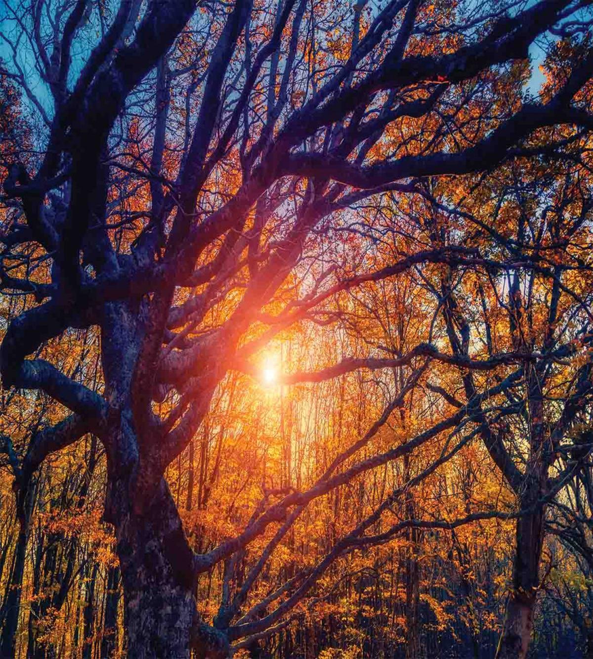 Majestic Trees Woods — Pattern