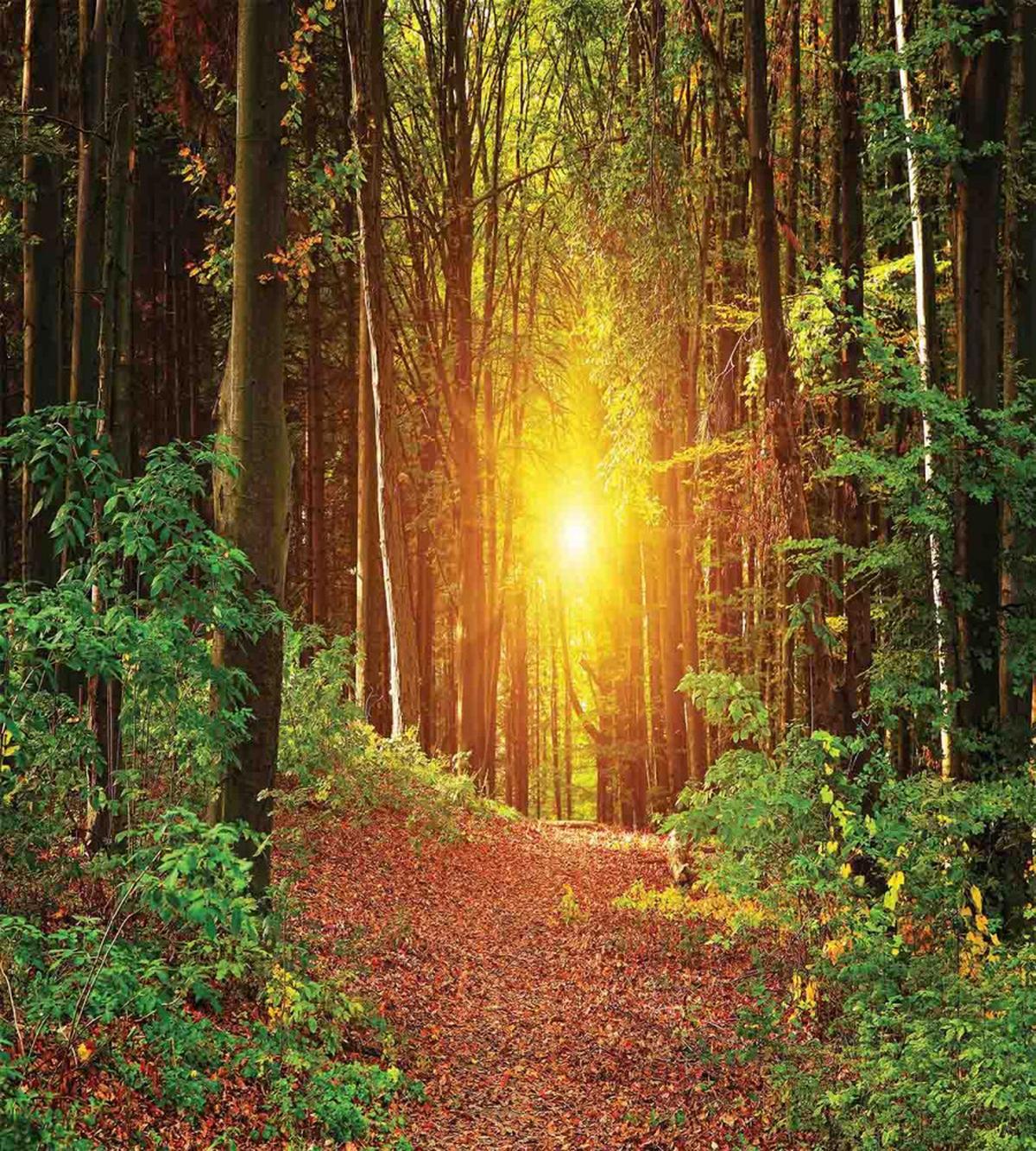 Pathway to Timberland — Pattern