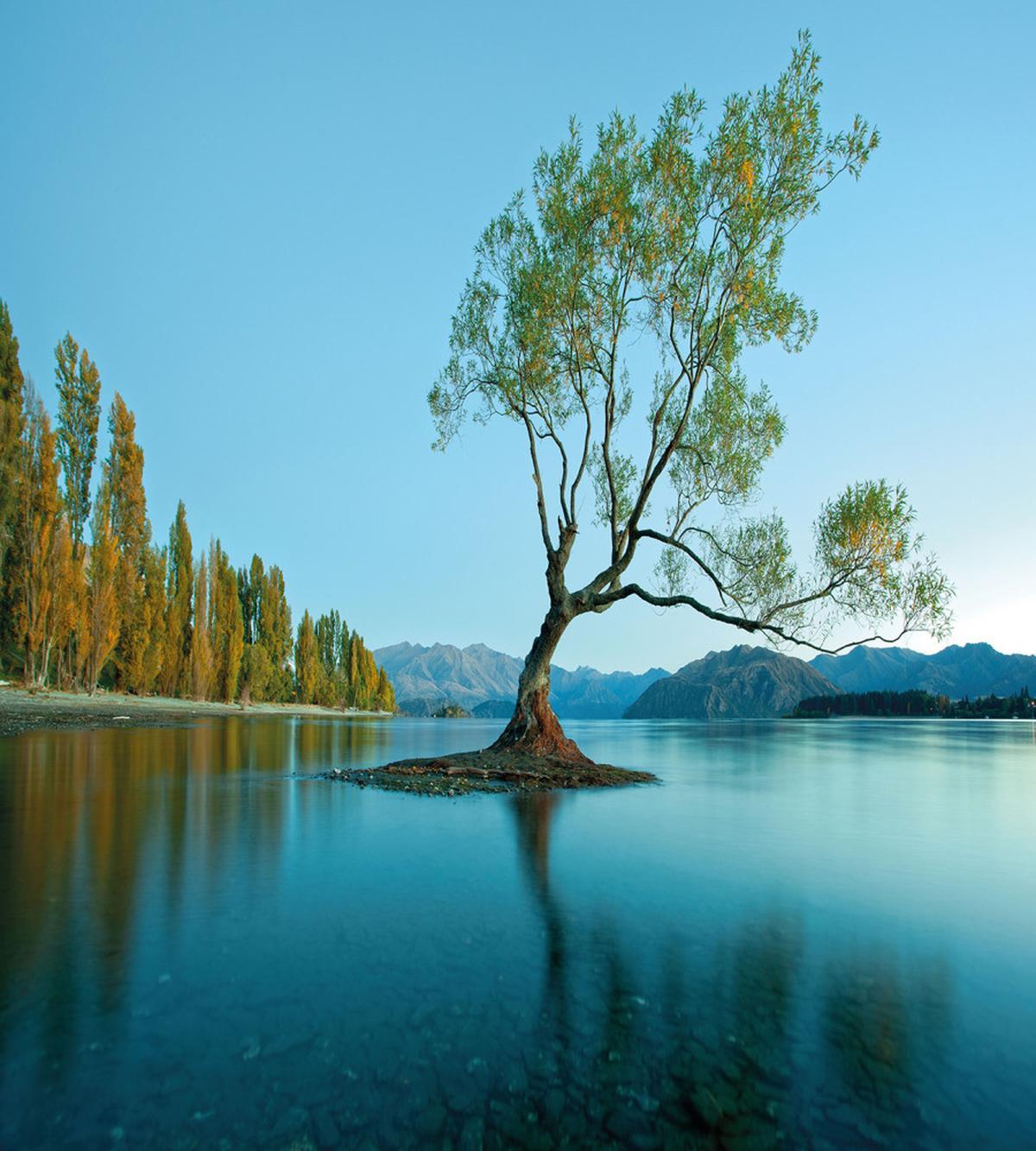 Tree Lake Nature Themed — Pattern