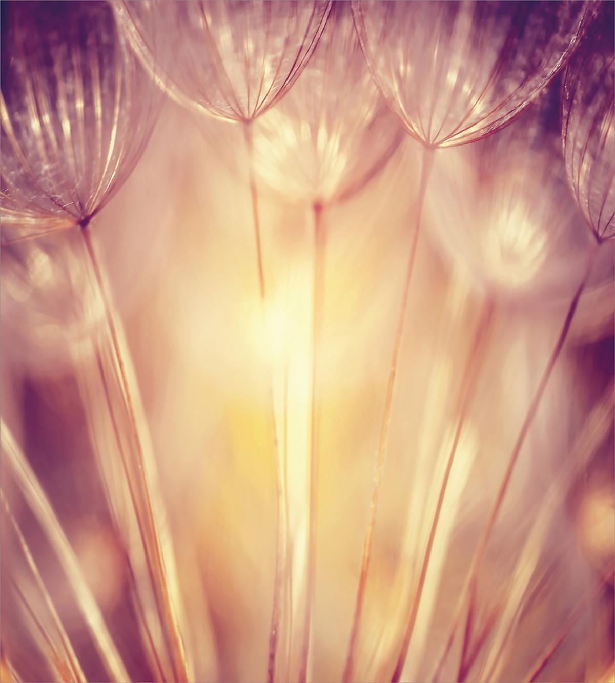 Dandelion Petals Spring — Pattern