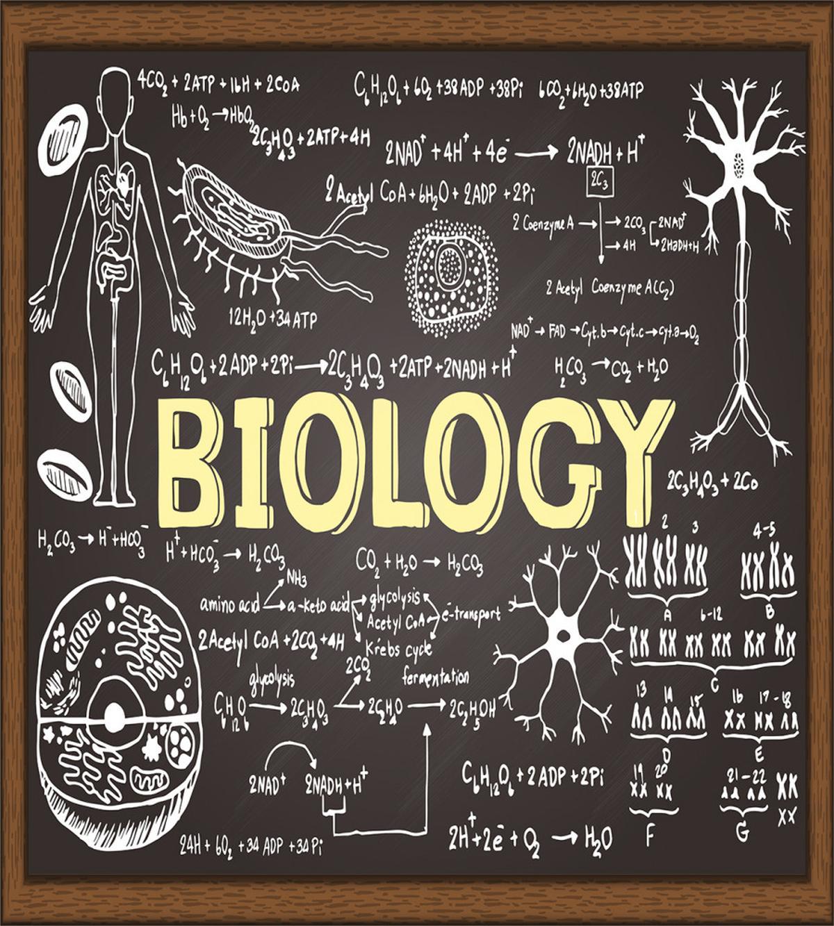 Biology — Pattern