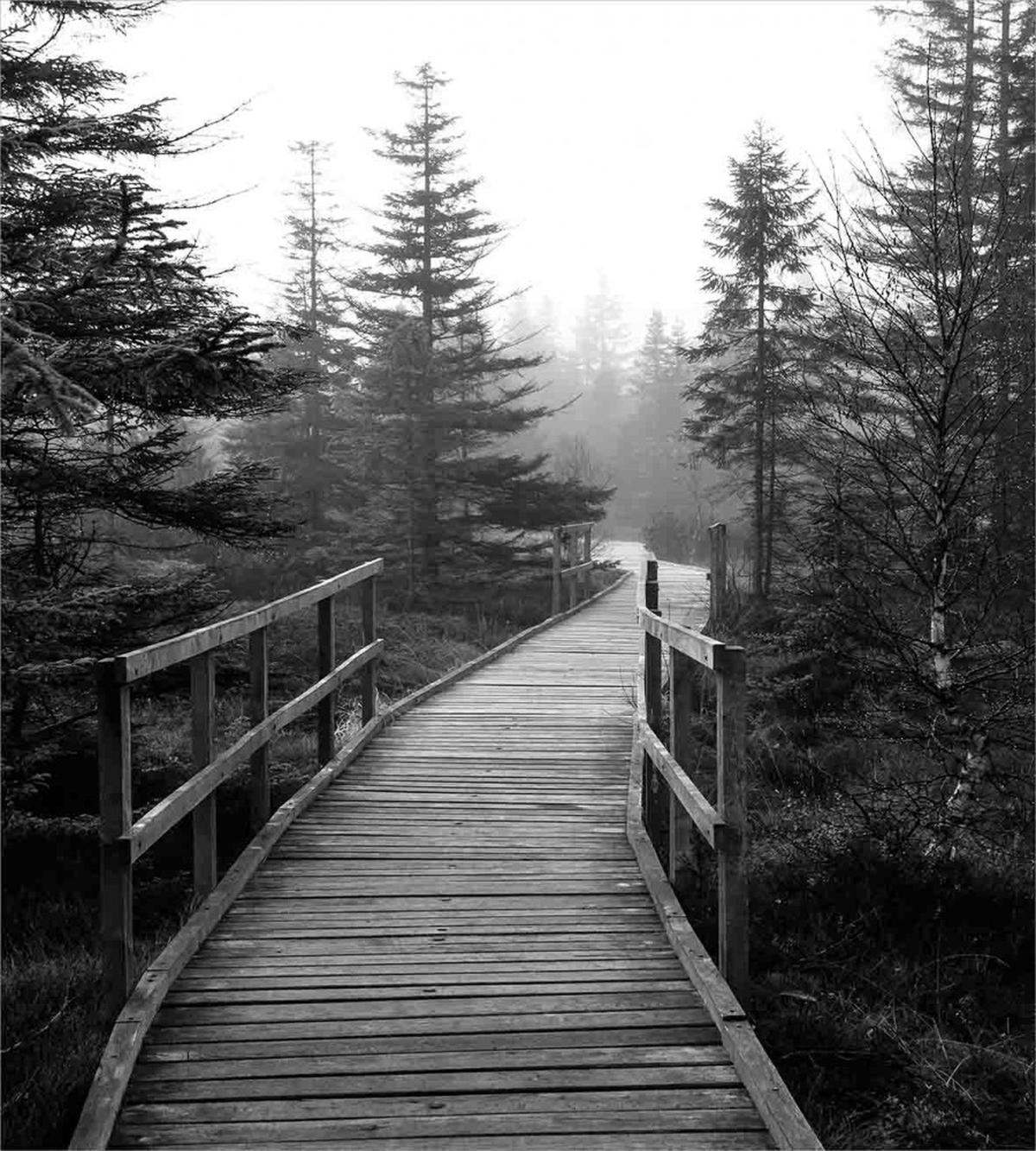 Pathway into Wilderness — Pattern