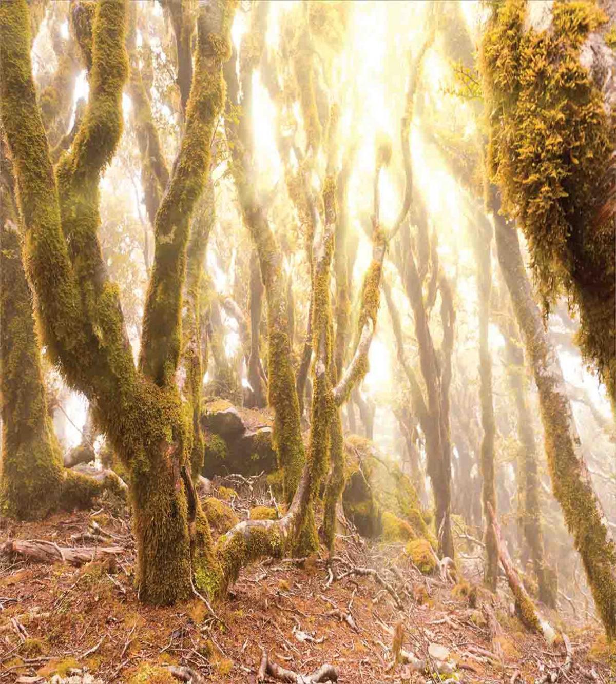 Morning Sun Rays Trees — Pattern