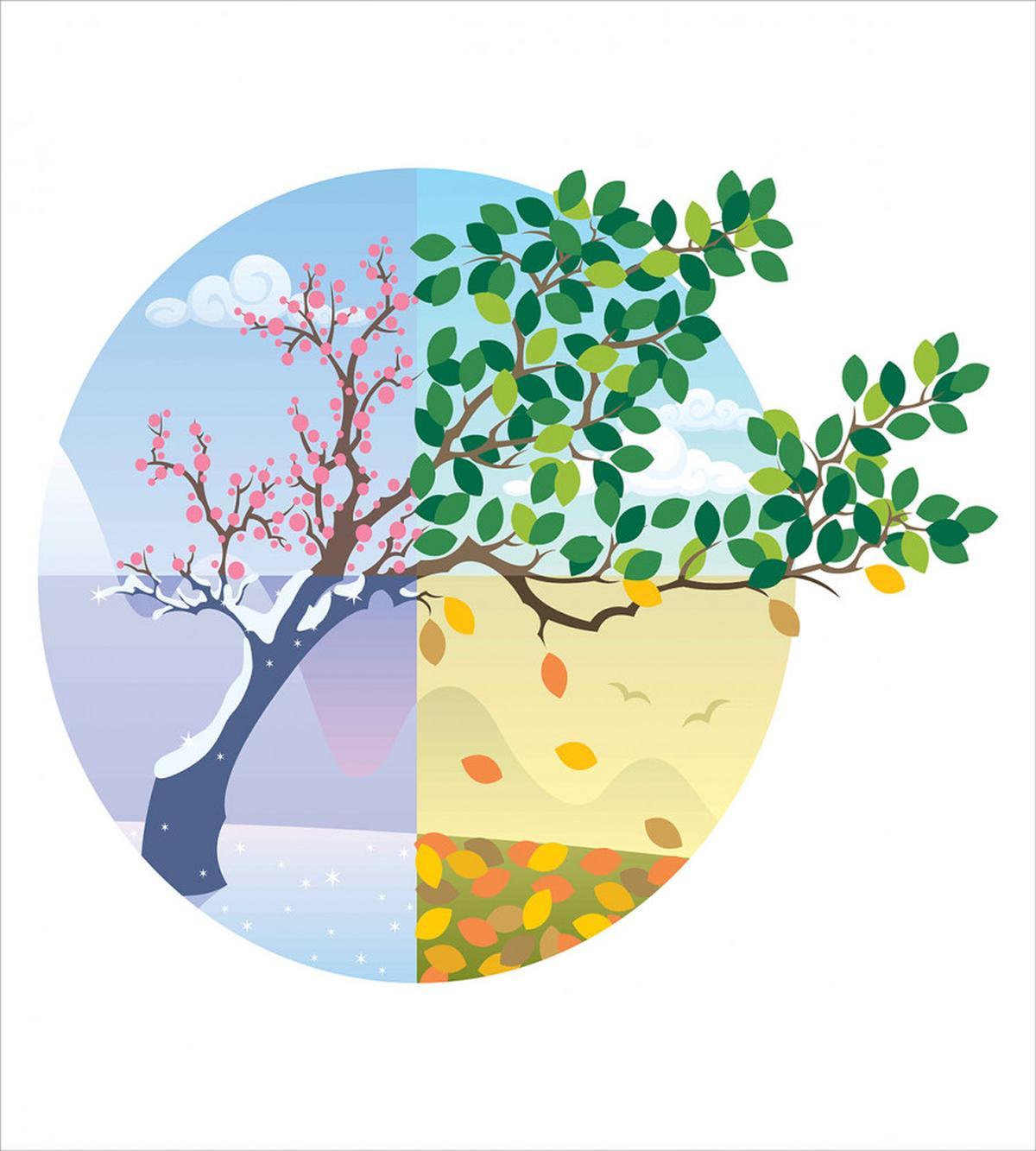 Cartoon Cycle of the Seasons — Pattern