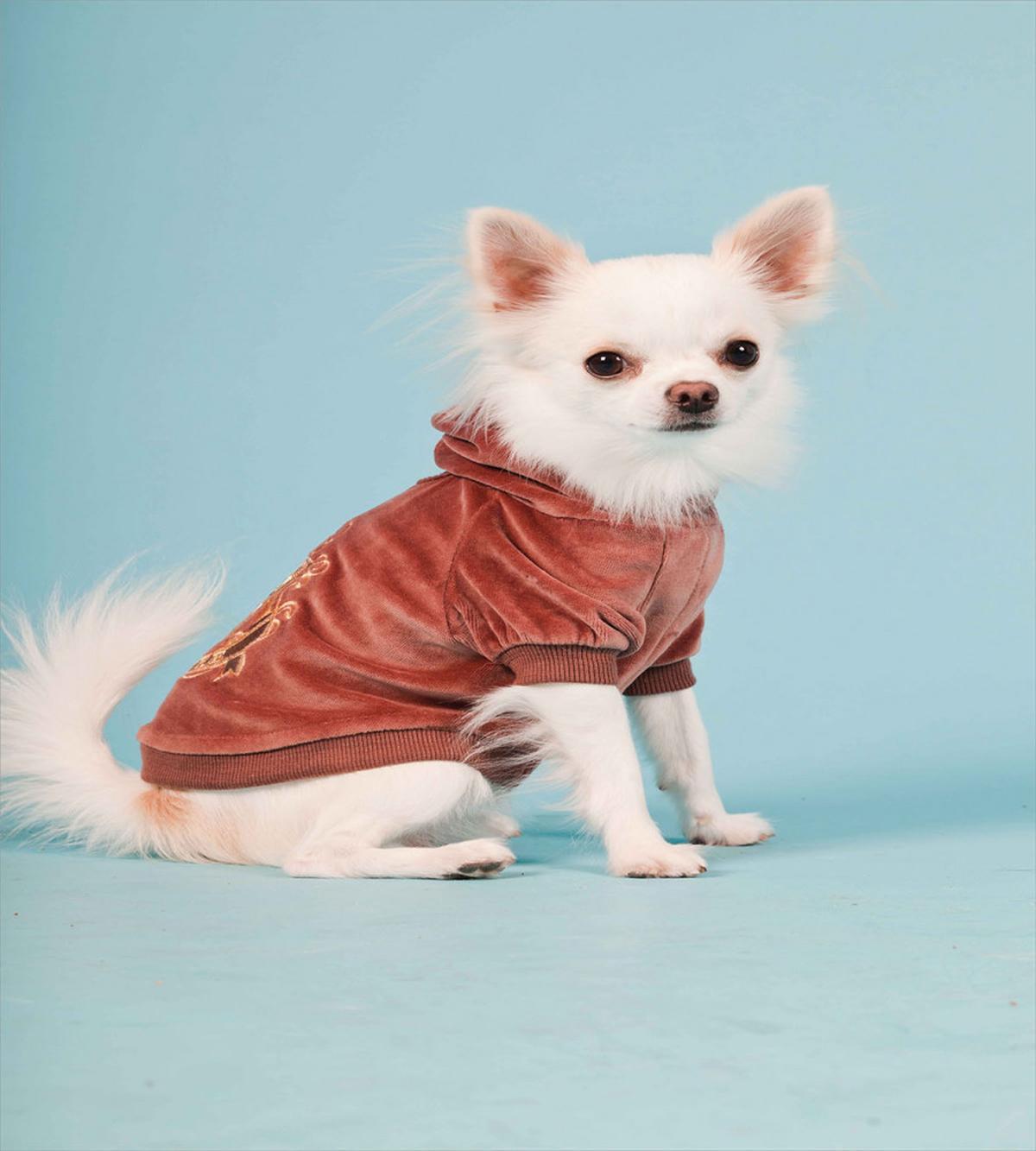 Puppy with Clothes — Pattern