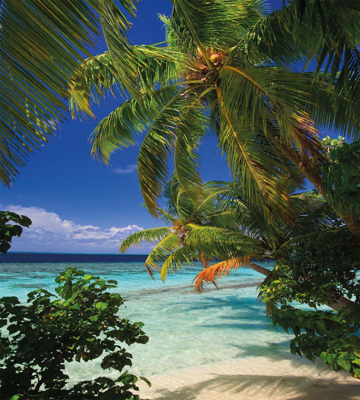 Maldives Palms Sky — Pattern