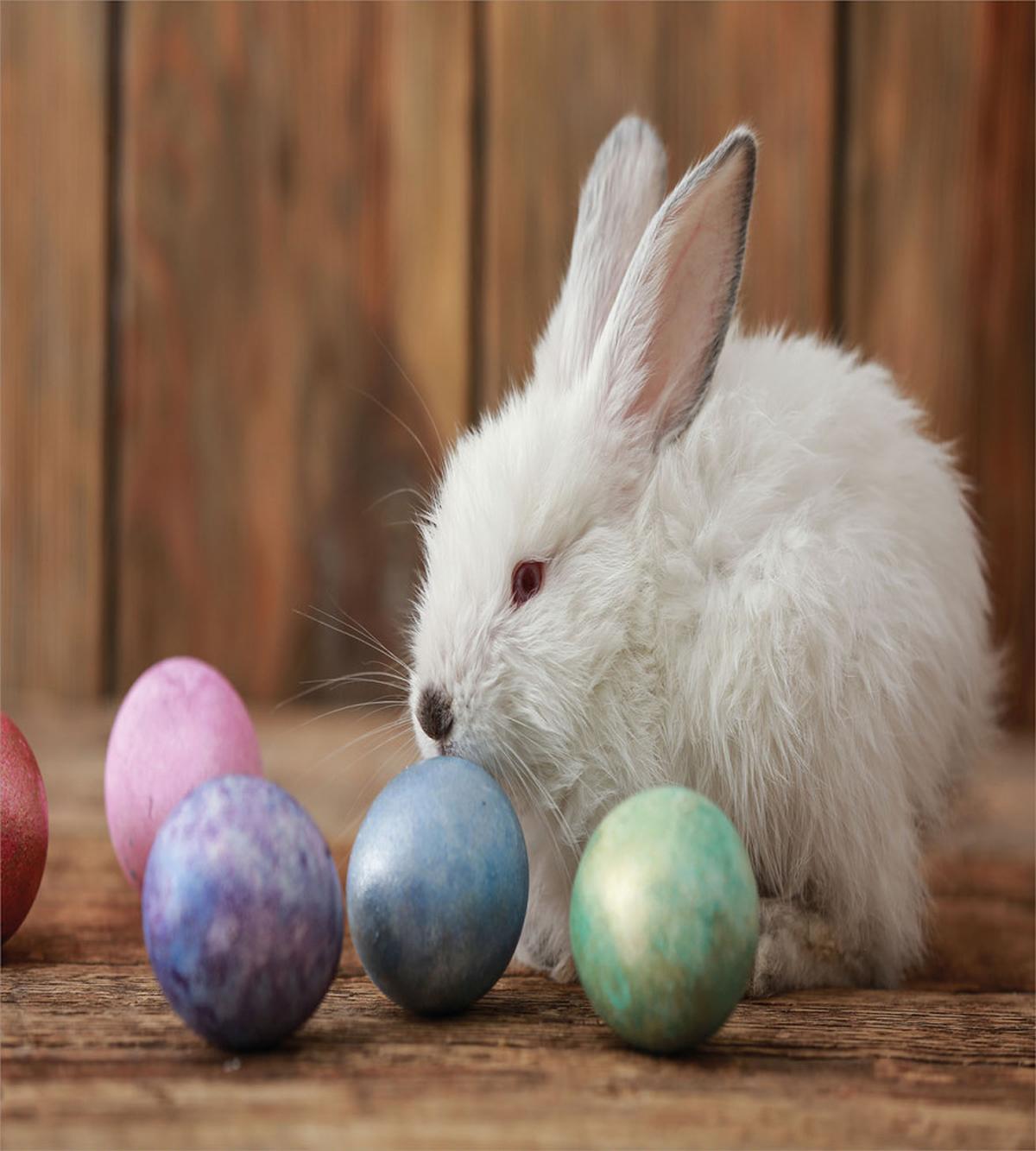 Rustic Egg Coloring — Pattern
