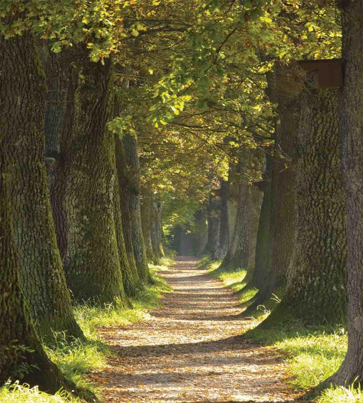 Alley with Oak Trees — Pattern