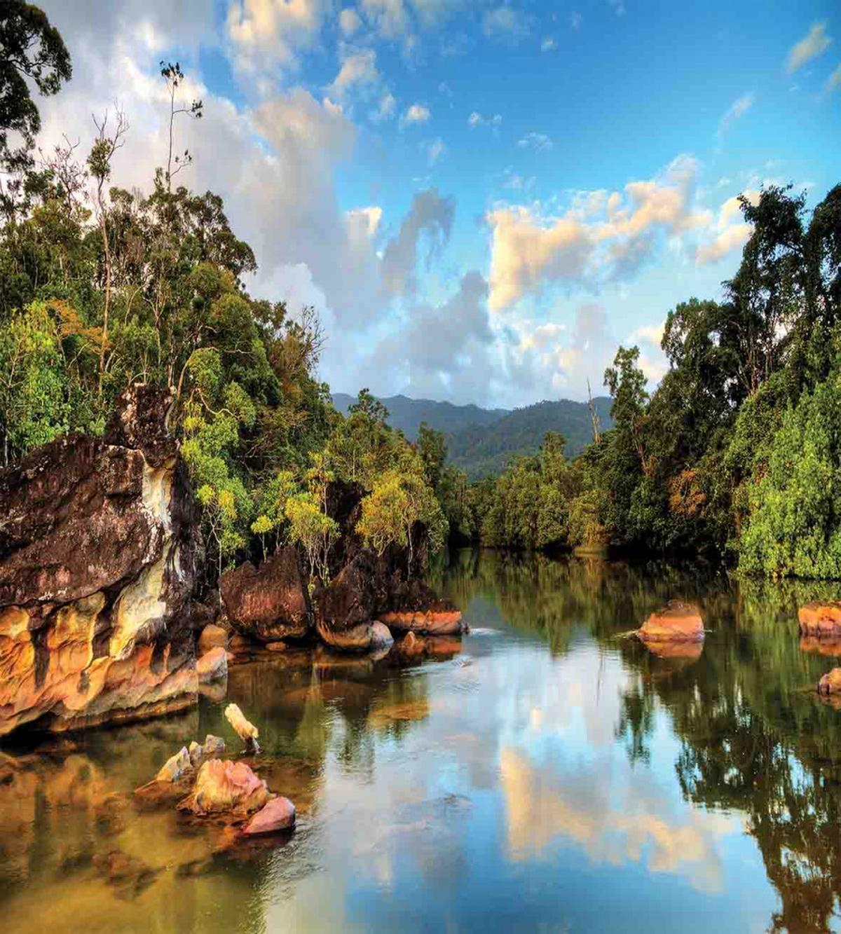 View of Jungle River — Pattern
