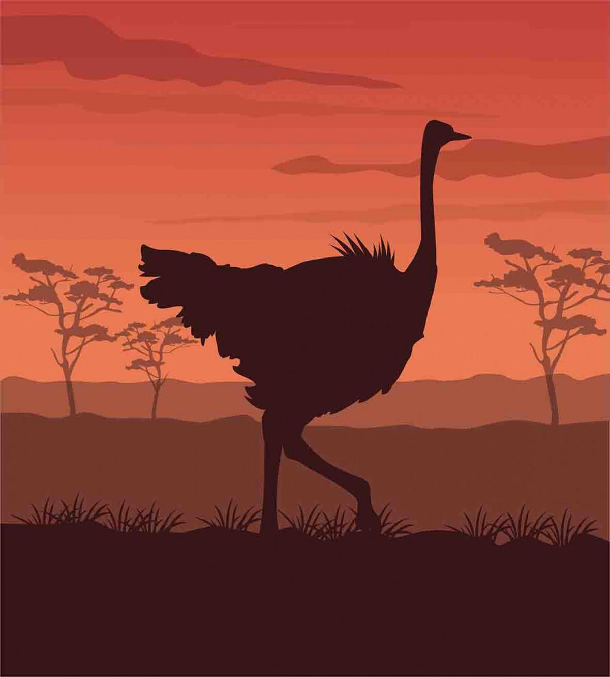Sunset Silhouette Wild Bird — Pattern