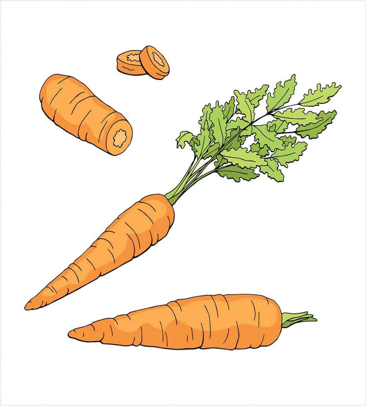 Carrot Pattern — Pattern