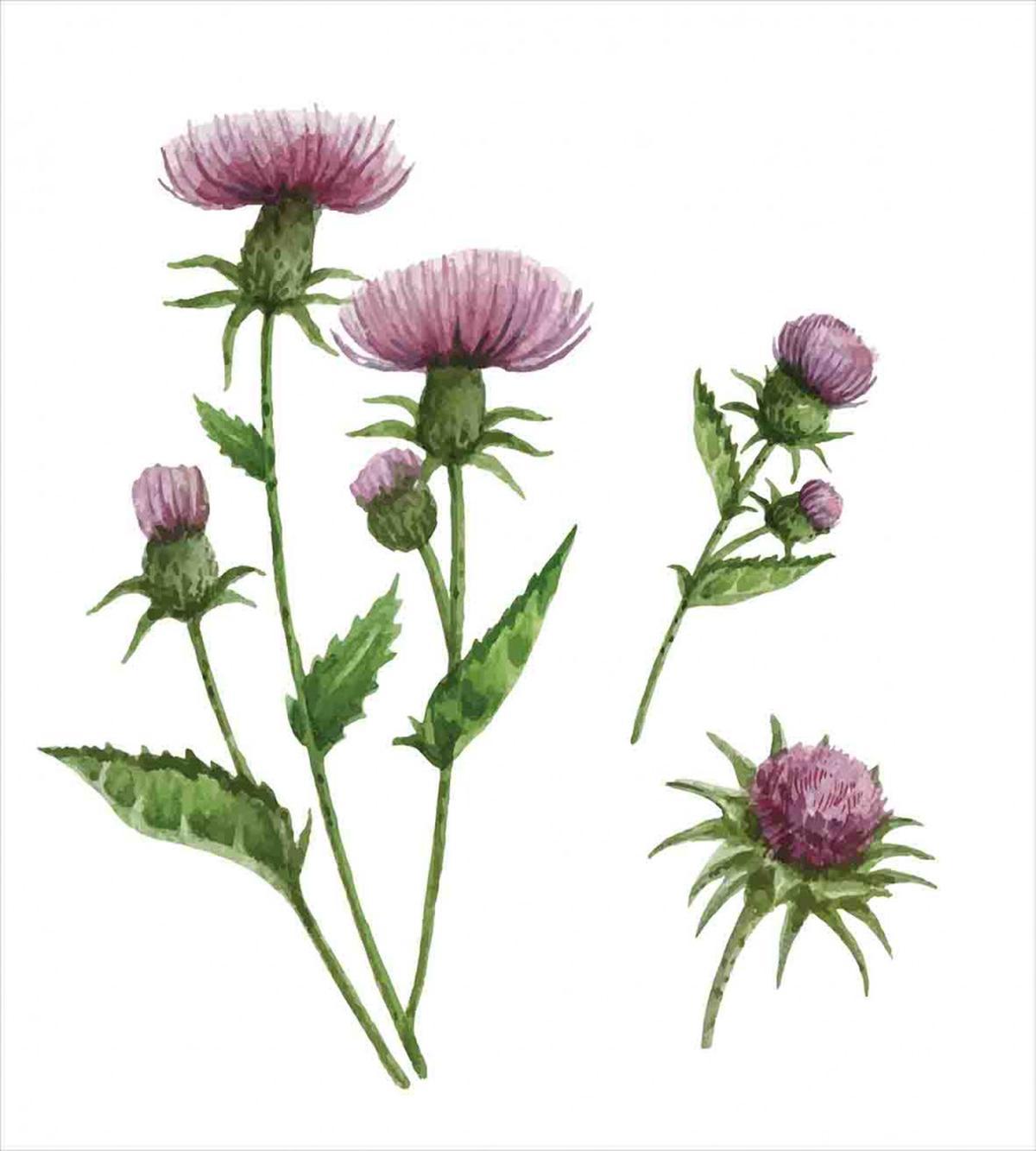 Healing Herbs Concept — Pattern
