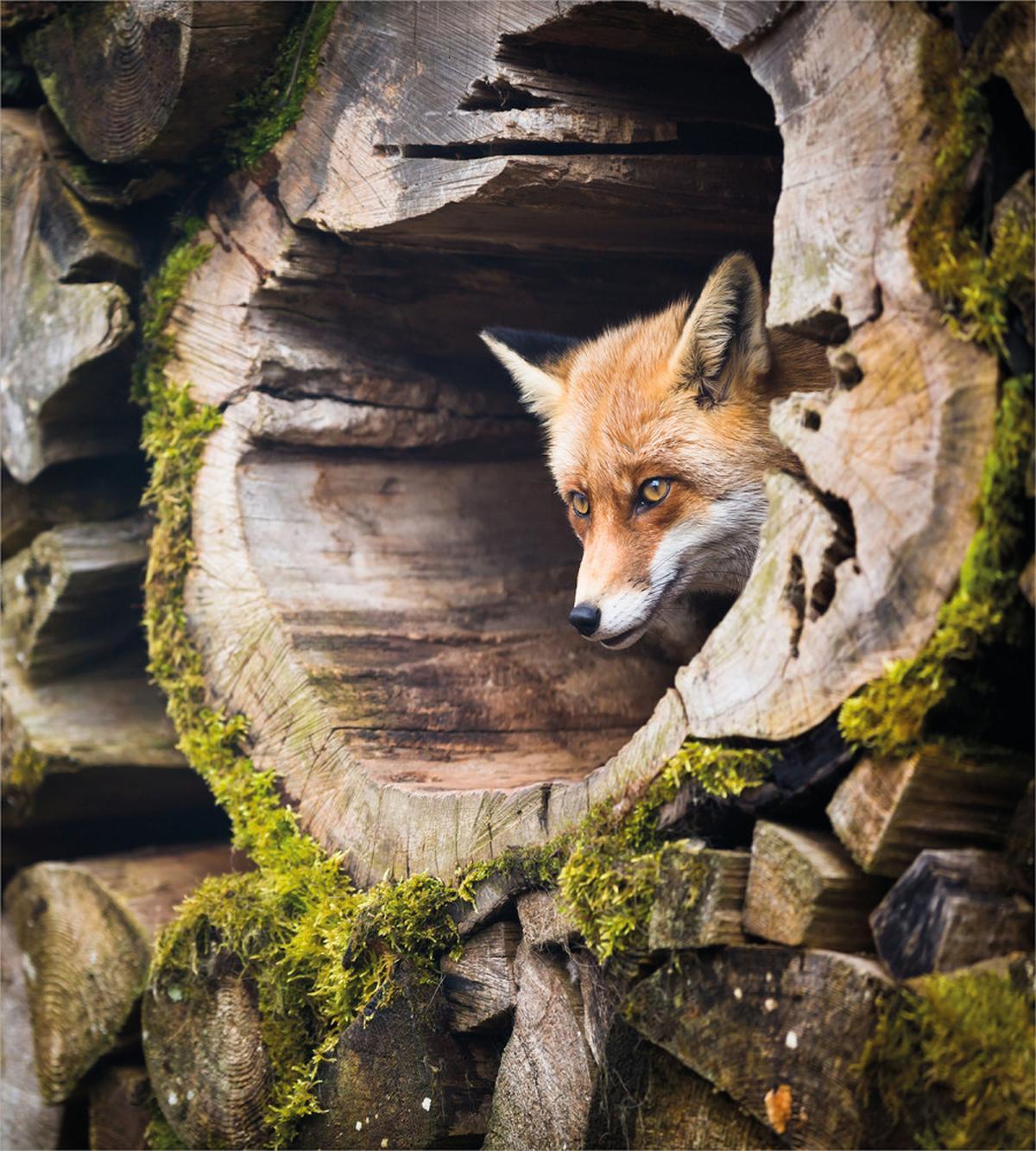 Nature Wild Fox Forest — Pattern