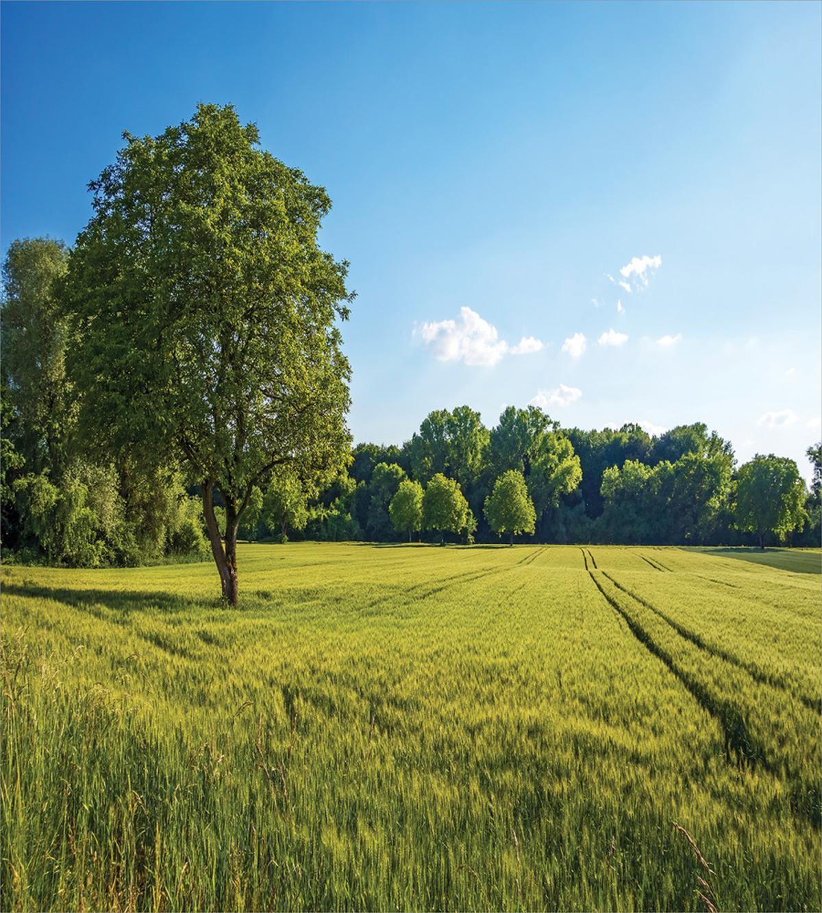 Uplifting Nature Photo — Pattern