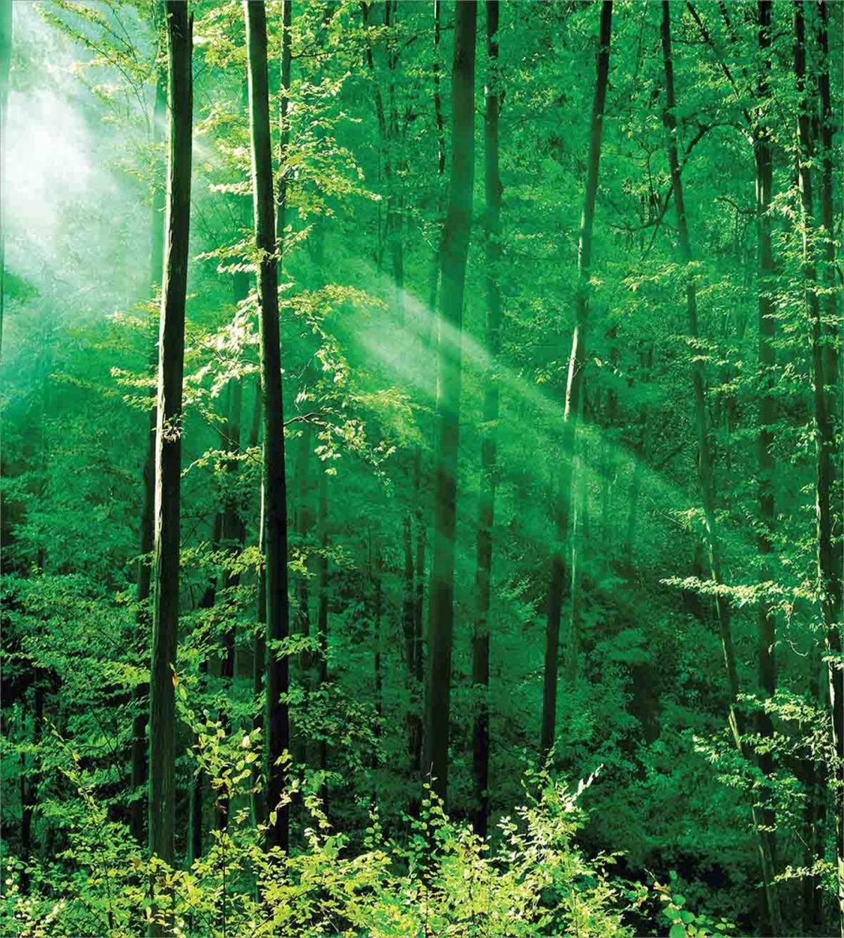 Forest Trees Morning — Pattern