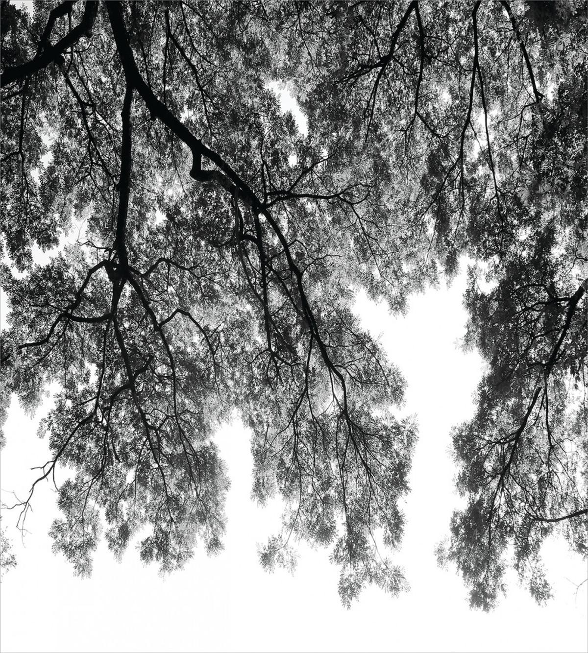 Tree Branches and Leaves — Pattern