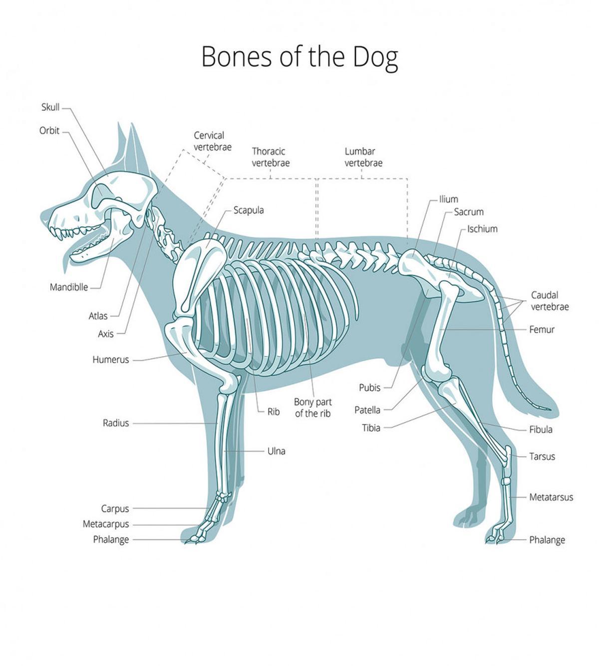 Bones of the Dog Table — Pattern
