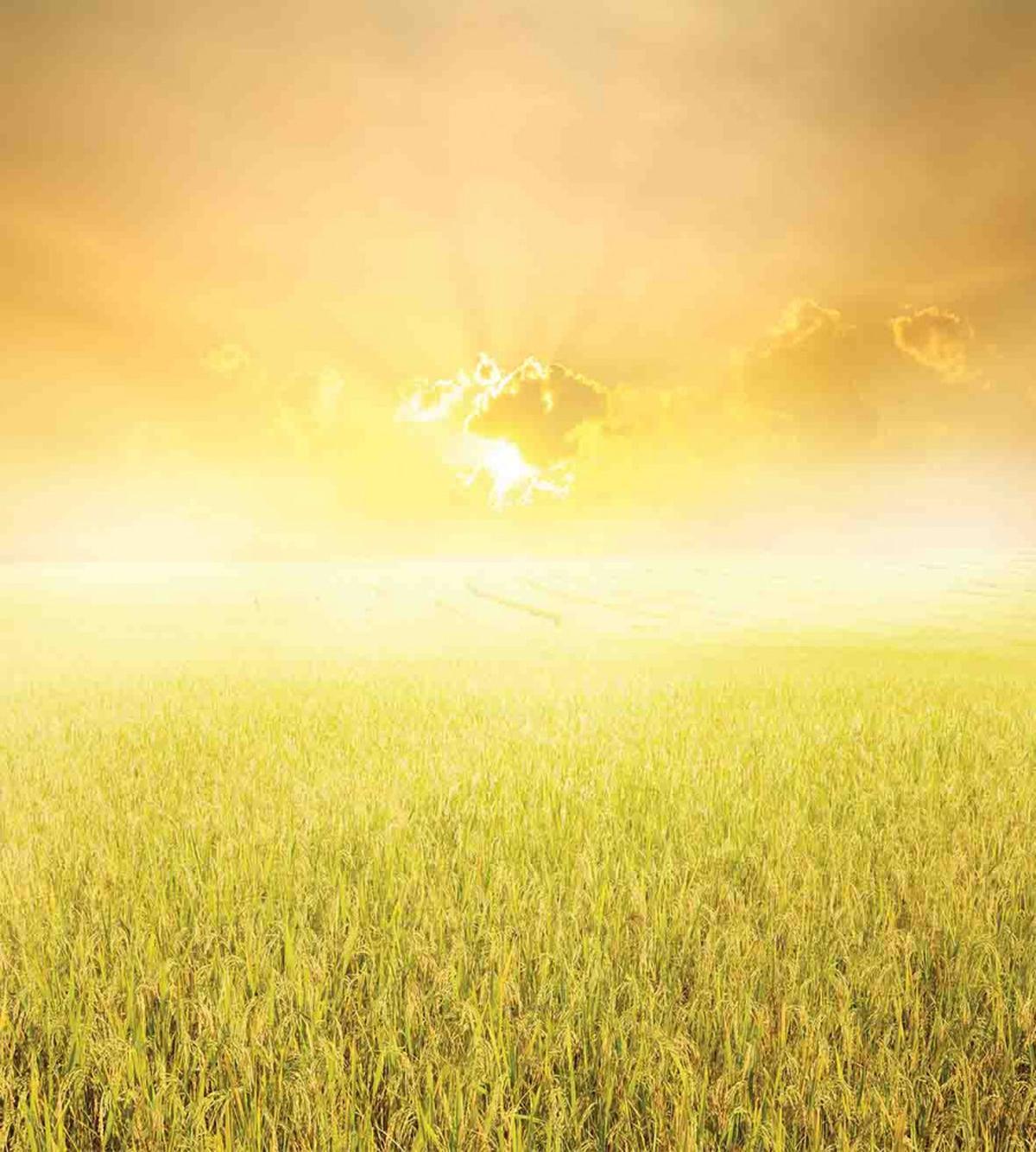 Farm Countryside Field — Pattern