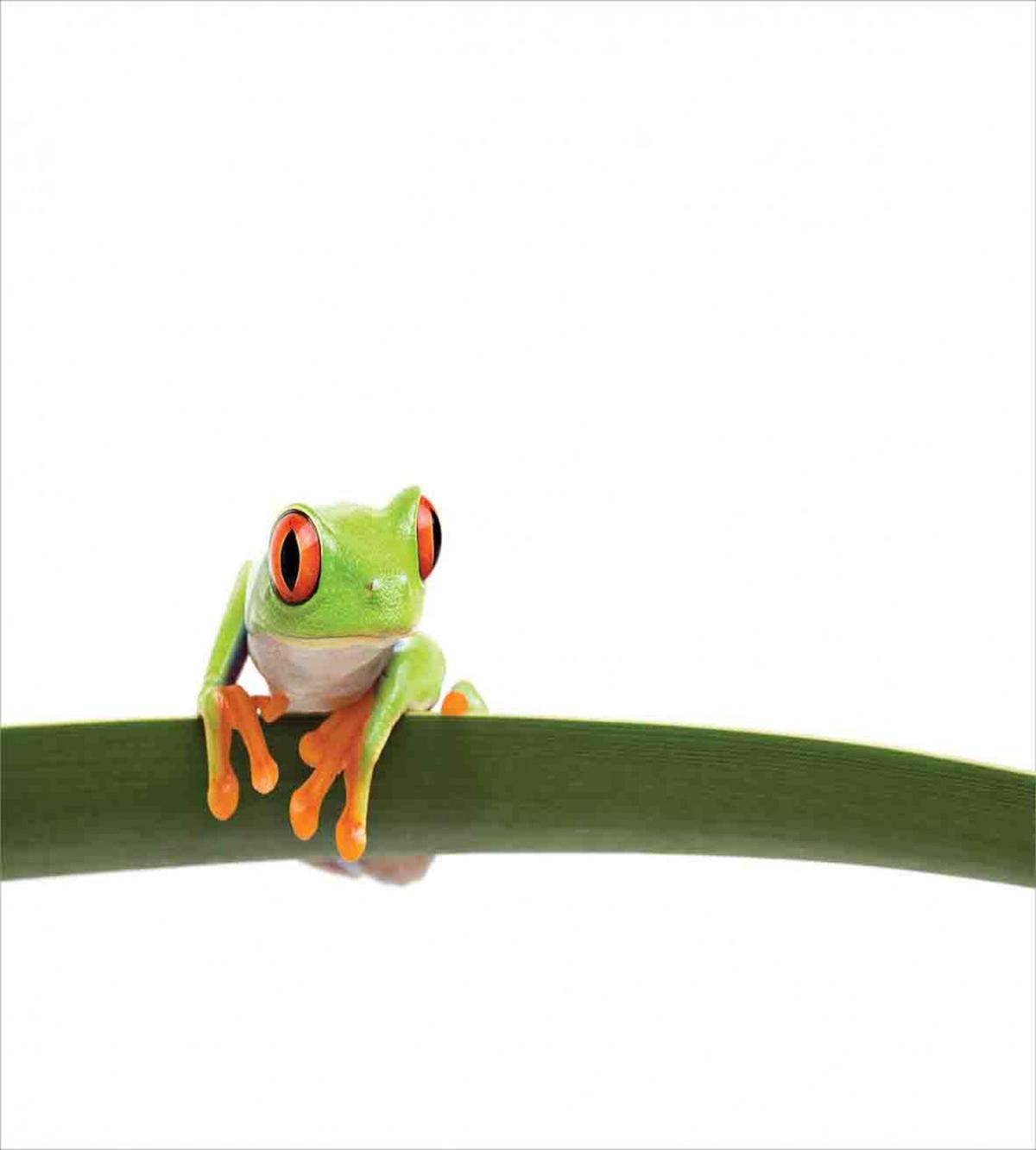Tropic Wild Rainforest — Pattern