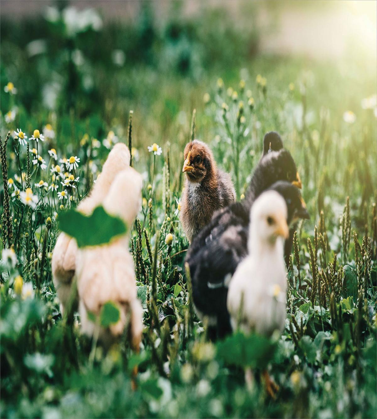 Little Chickens in Daisies — Pattern
