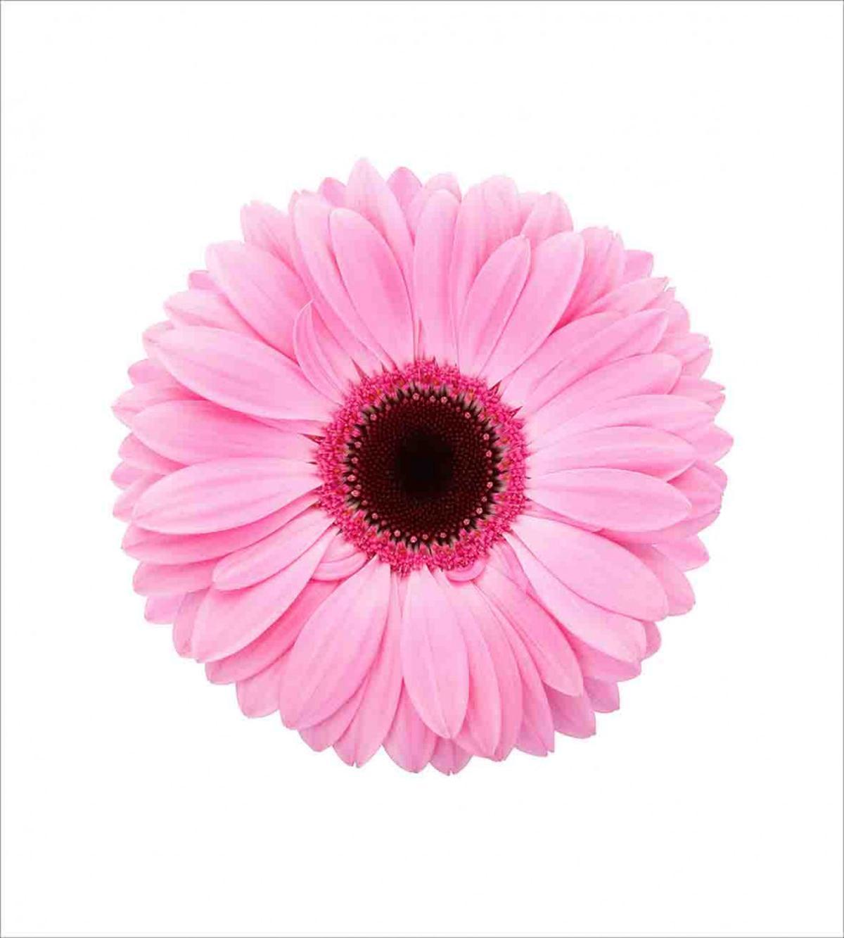 Gerber Daisy — Pattern