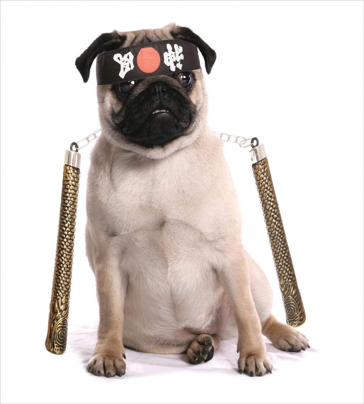 Martial Art Ninja Puppy — Pattern