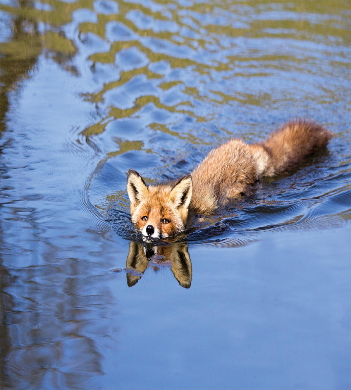 Fox Swimming in River — Pattern