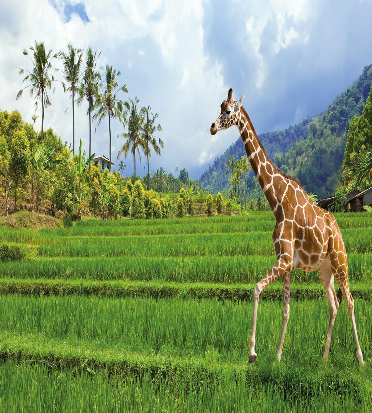 Tropical Wild Animals — Pattern