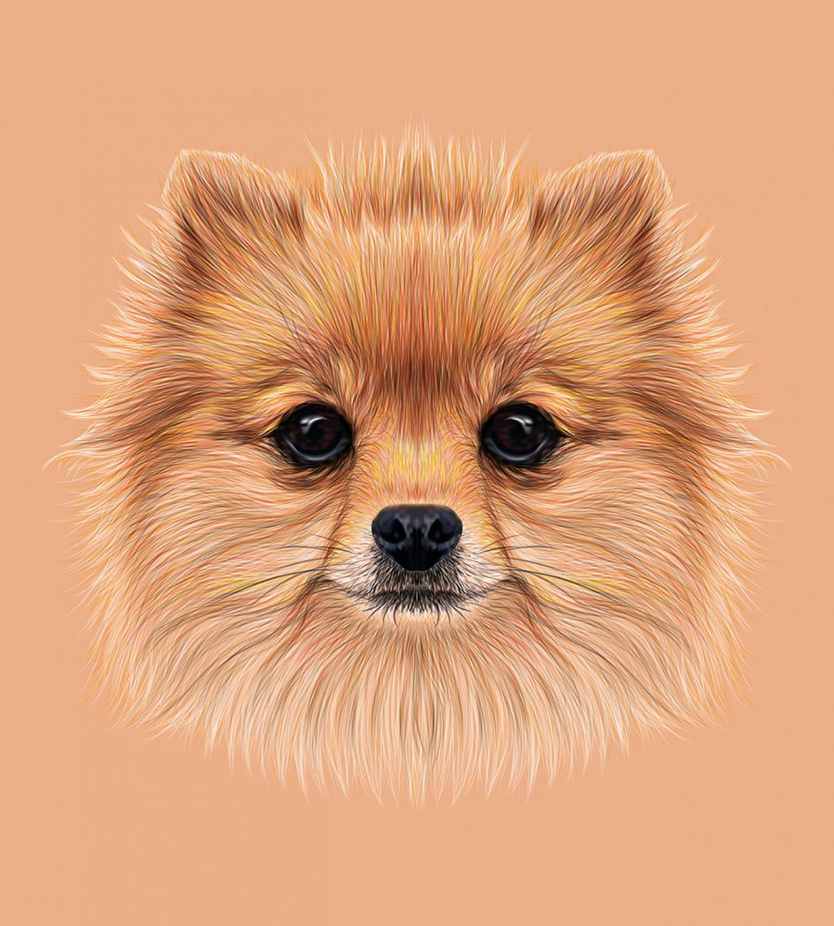Vintage Pomerian Dog — Pattern
