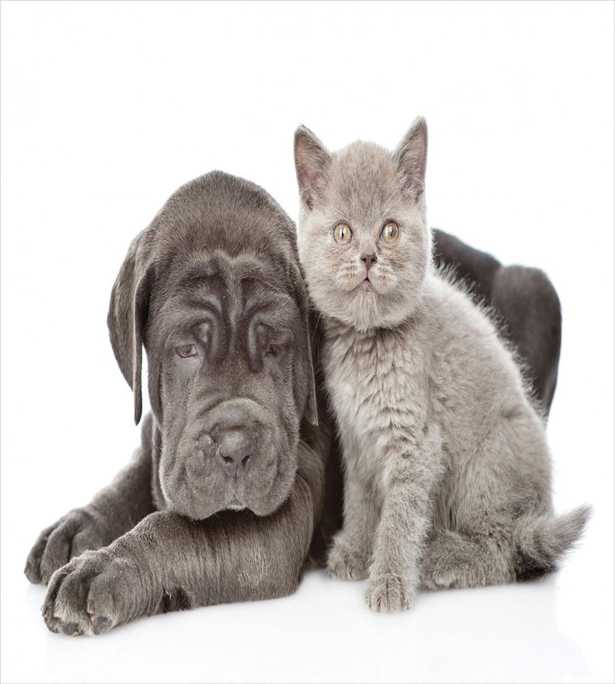 Lazy Neapolitan Mastiff — Pattern