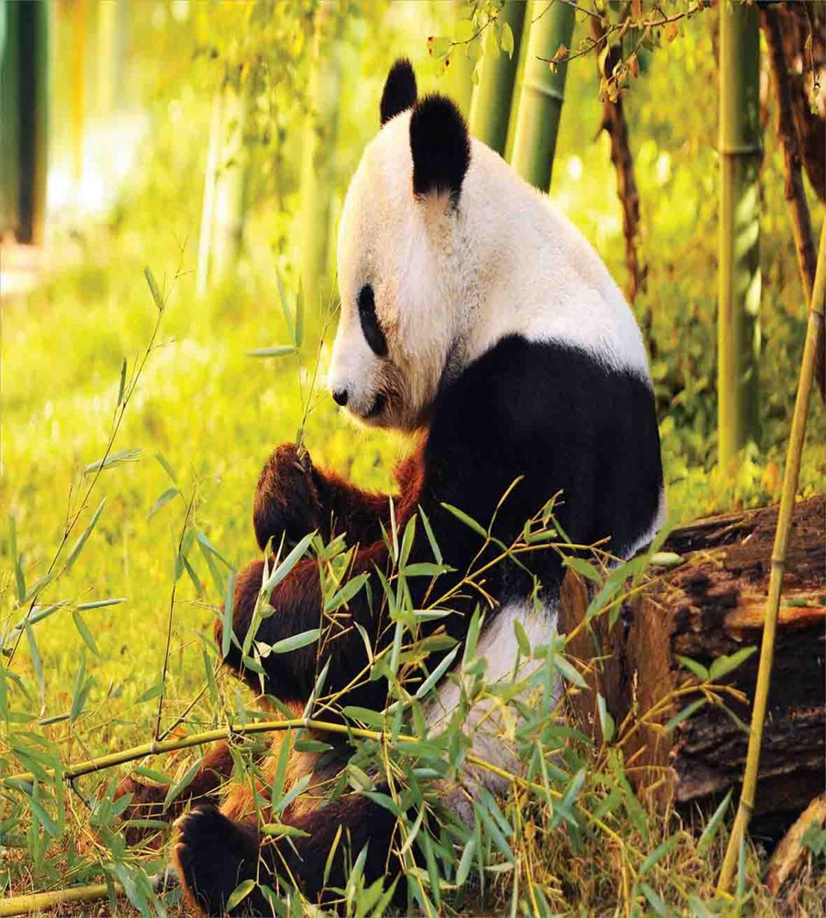 Panda Sitting in Forest — Pattern