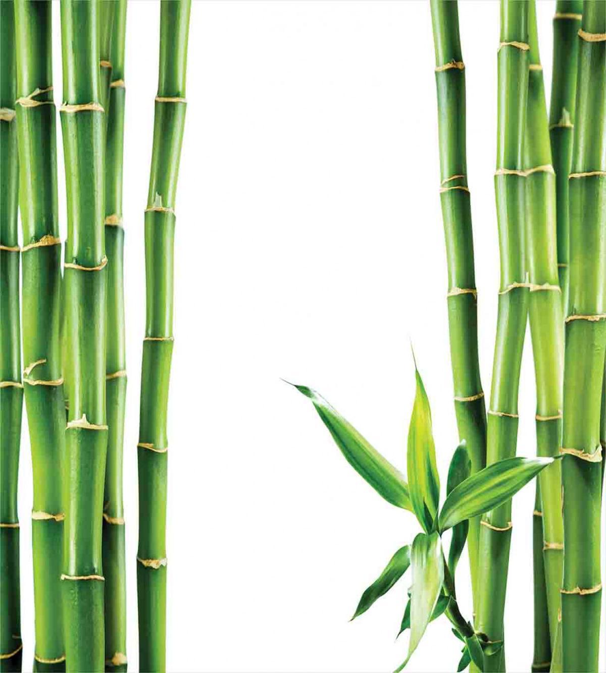 Branches of Bamboo Plant — Pattern