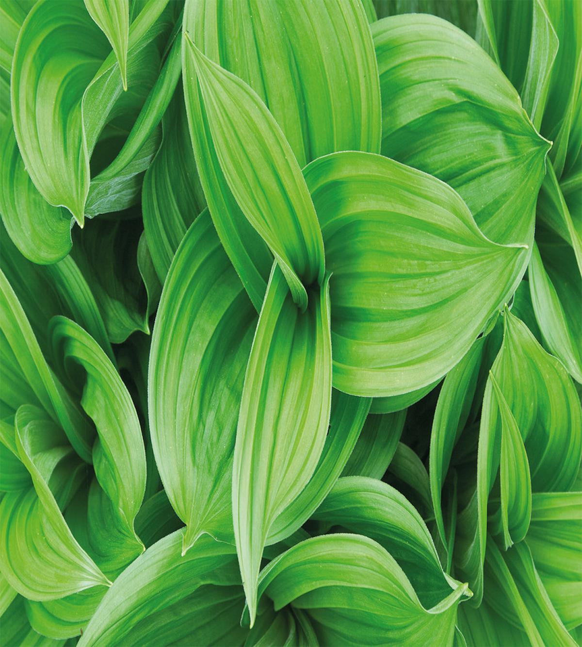 Tropic Foliage Pattern — Pattern