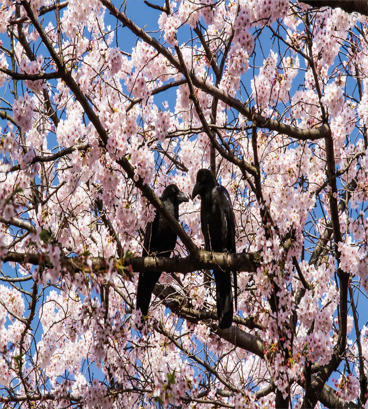 Birds on Sakura Tree — Pattern