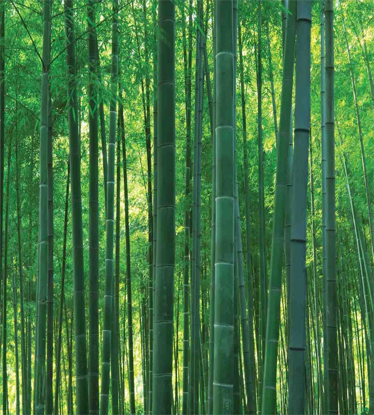 Green Wild Exotic Bamboo — Pattern