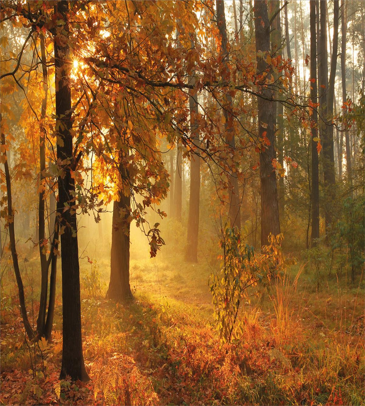 Misty Autumnal Forest — Pattern
