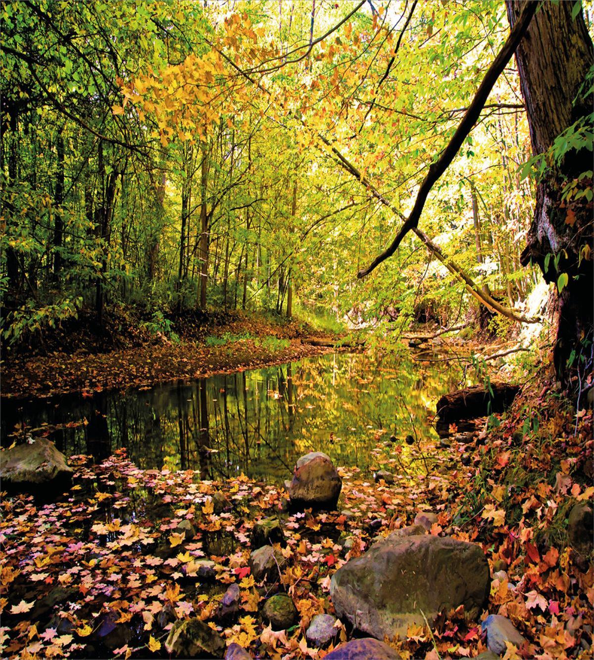 Pine River in Autumn — Pattern