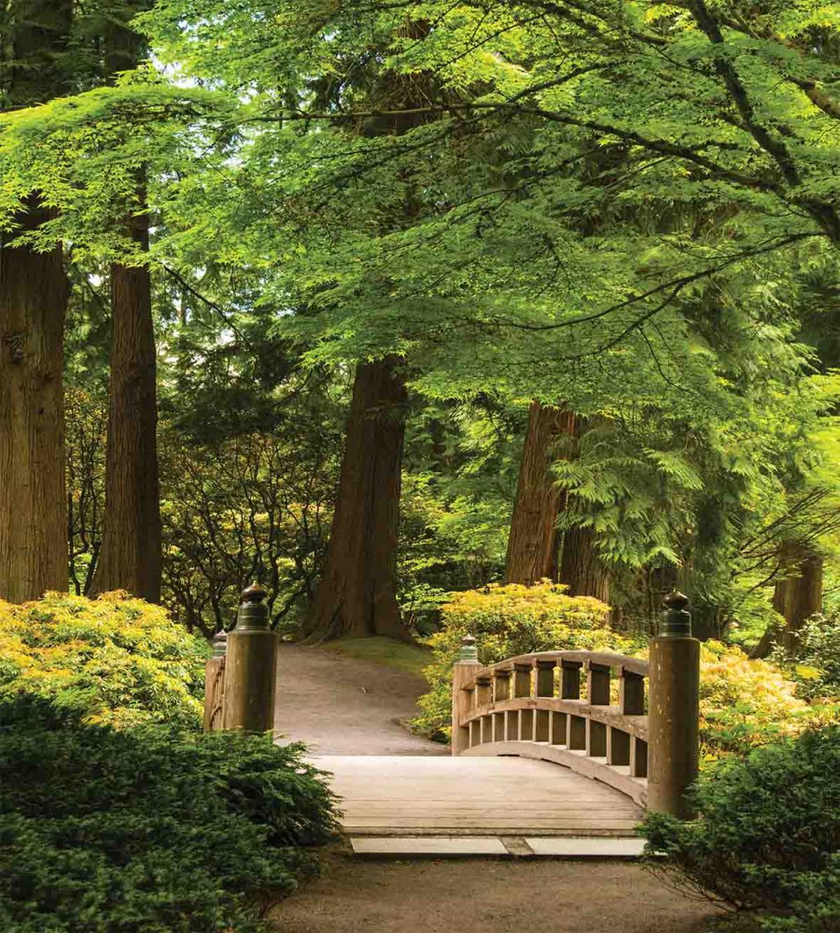 Wooden Bridge over Pond — Pattern