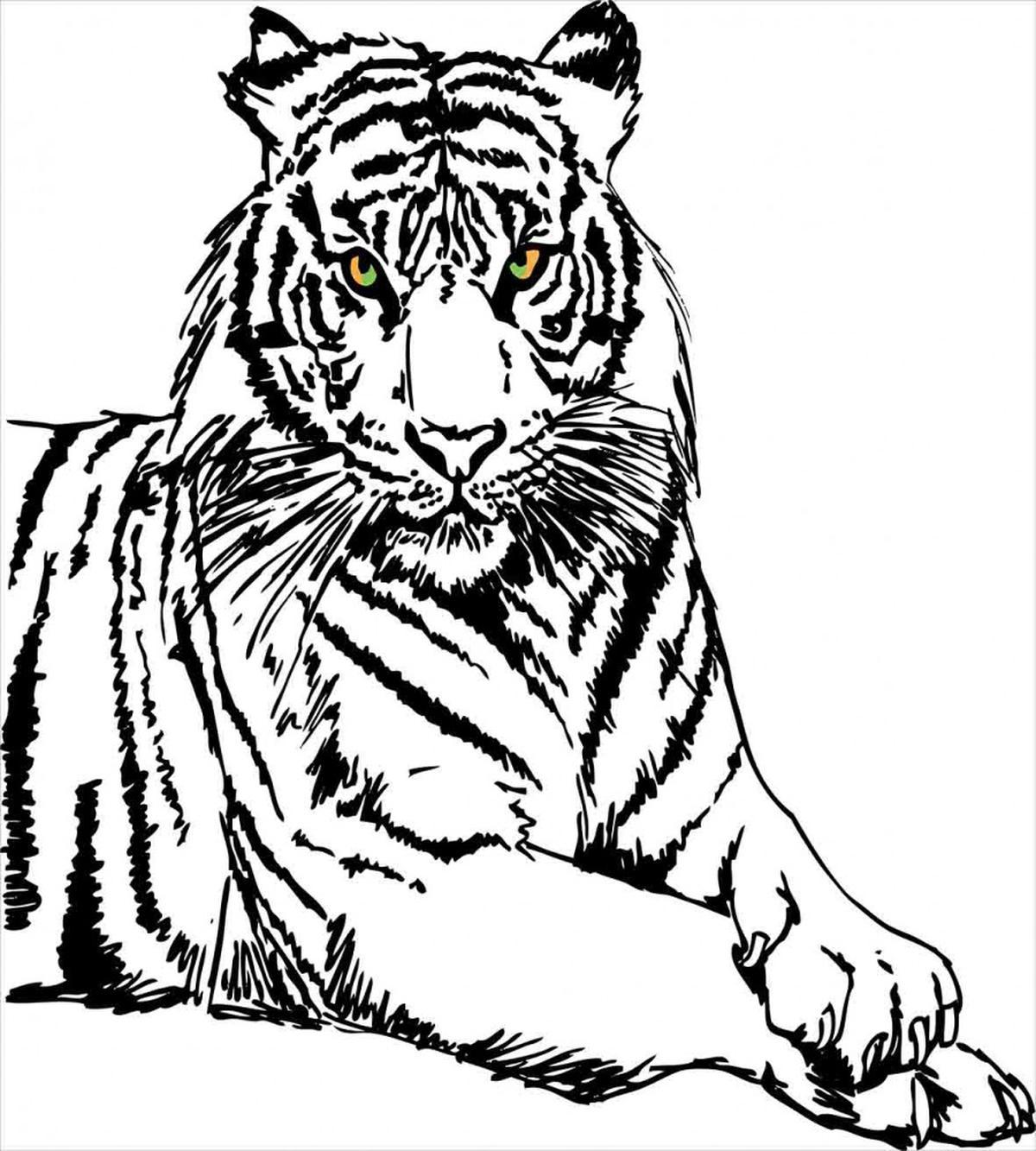 Sketch of Tiger African — Pattern