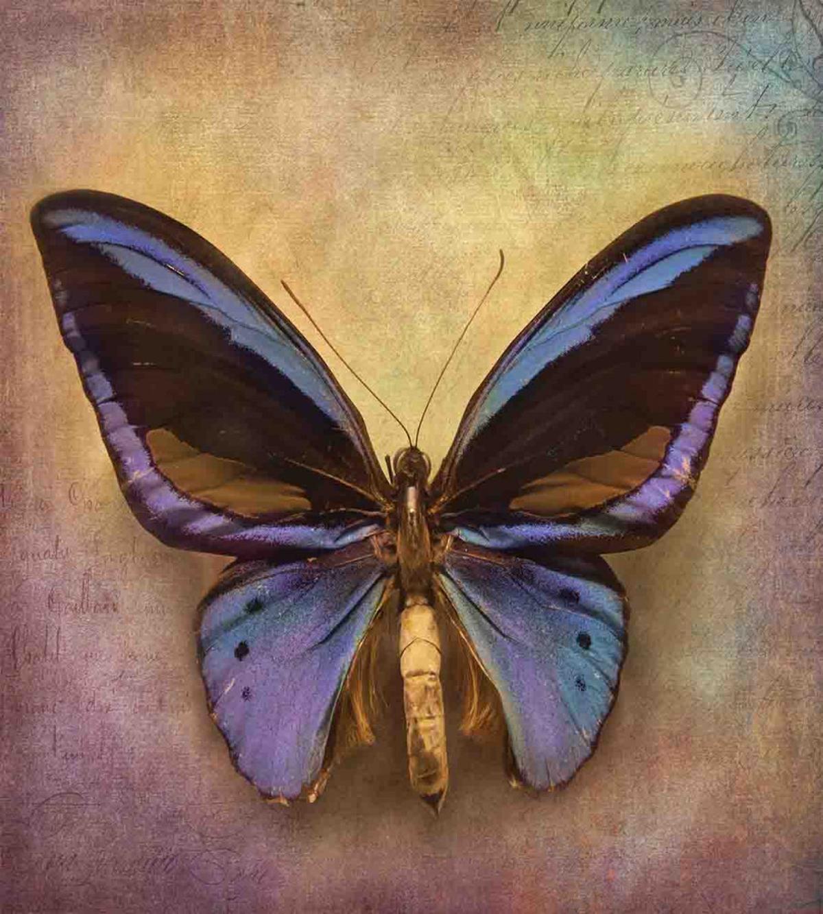 Monarch Butterfly — Pattern