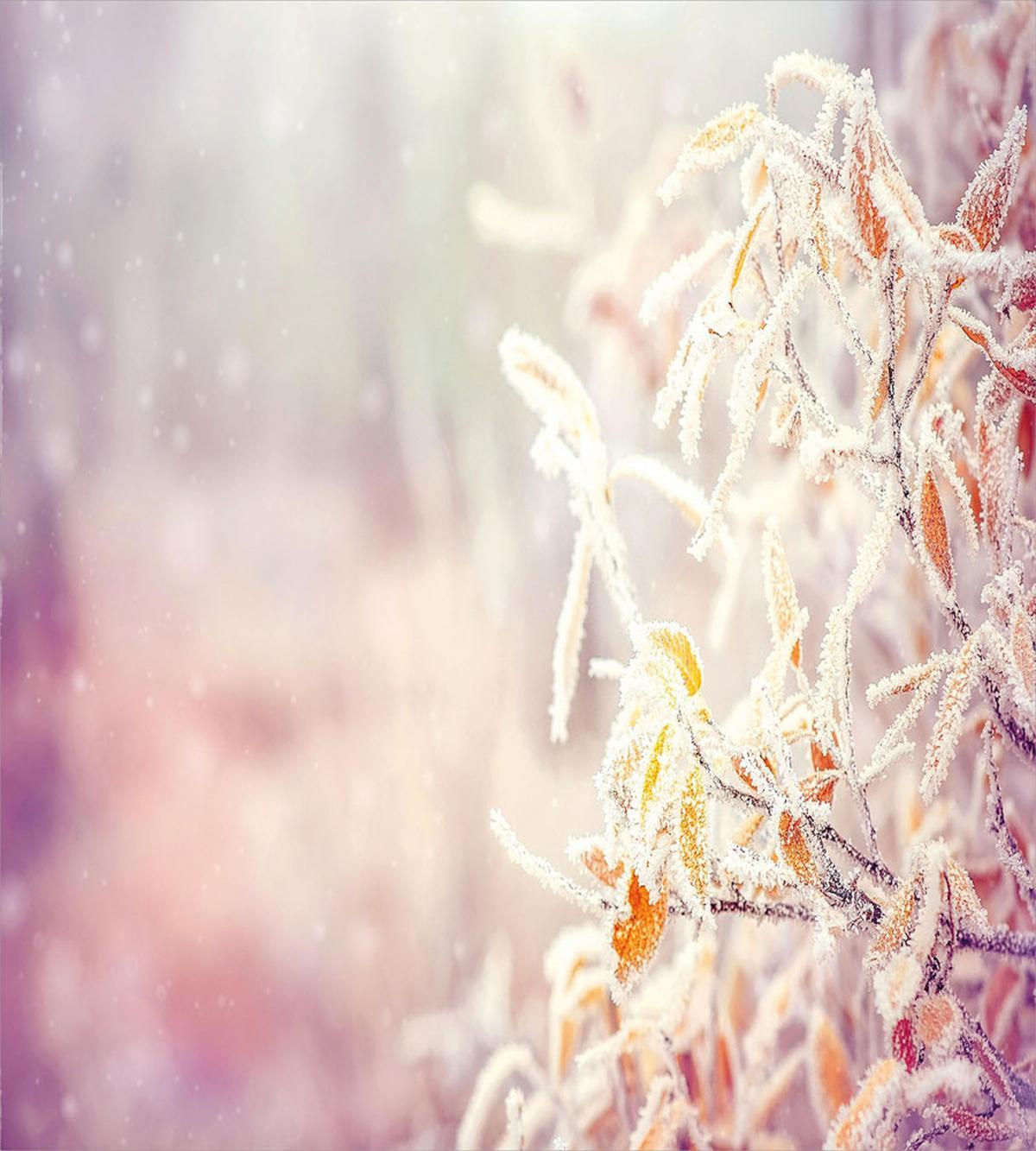 Tree Leaves Snowflakes — Pattern