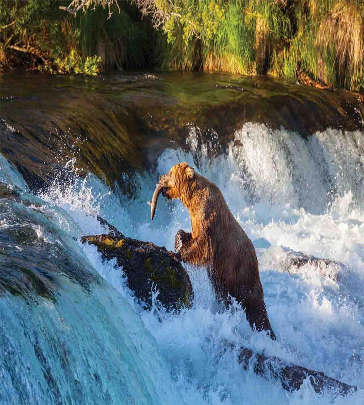 Alaska Waterfall Wildlfie — Pattern